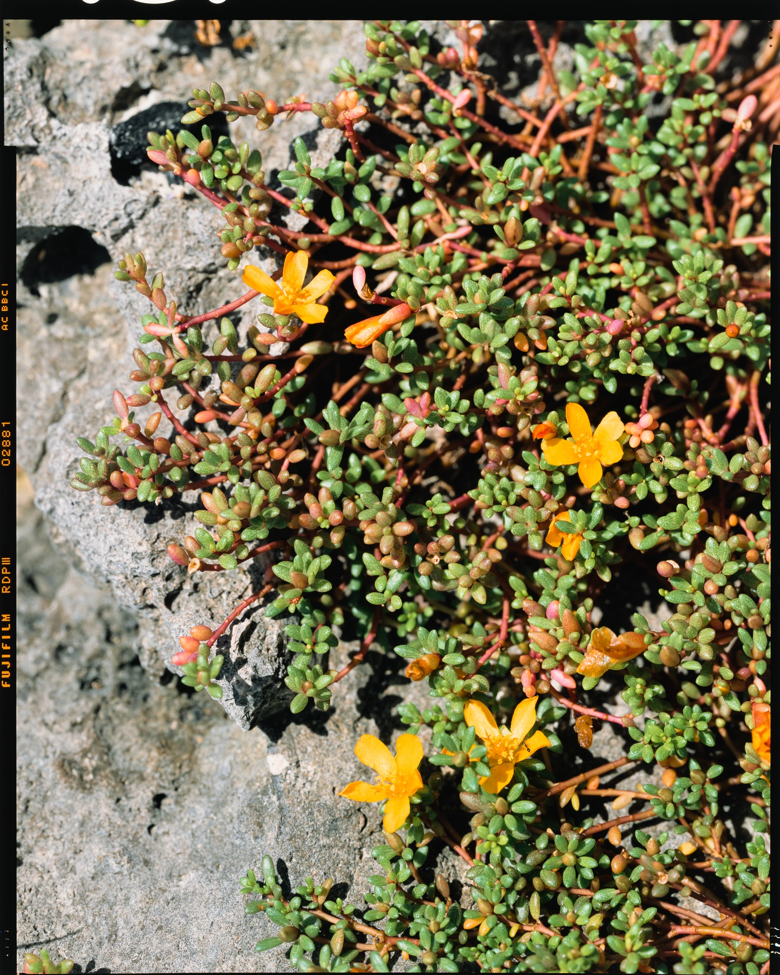 Portulaca okinawensis var. okinawensis